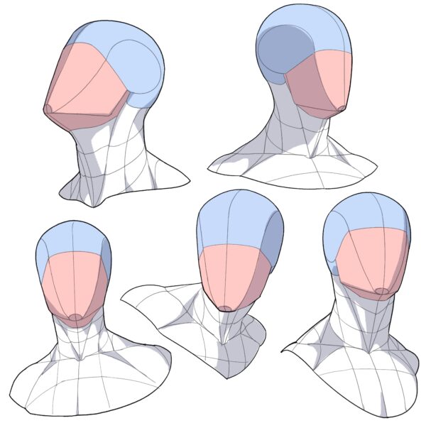 畑健二郎と伊豆の美術解剖学者のキャラ作画解説、頭蓋骨