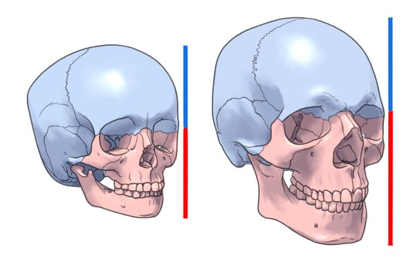 畑健二郎と伊豆の美術解剖学者のキャラ作画解説、頭蓋骨
